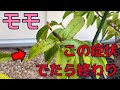 【桃の病害虫】感染したら終わり2024.7