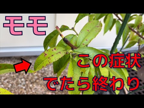 ノーフォークパインの害虫対策！枯らさない4つのチェックポイント
