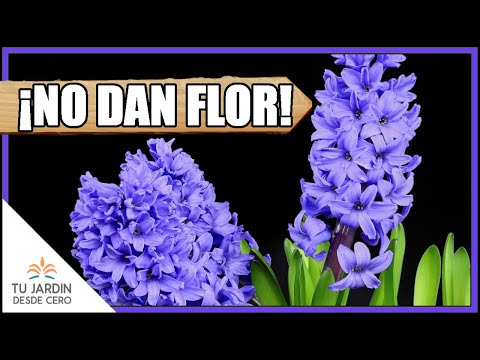 Video: No florecen los bulbos en flor: qué hacer cuando los bulbos no florecen