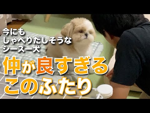 【シーズー】日常の一コマ 〜今にもしゃべりだしそうなシーズー犬〜 仲が良すぎるこのふたり・・・【030】