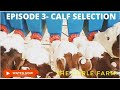 NZ CALF REARING EP 3- CALF SELECTION +TRANSPORTATION+ARRIVING HOME