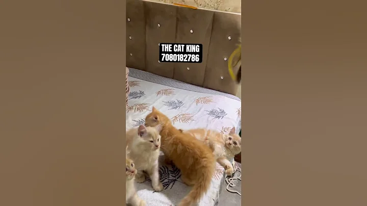 Video 11302721: persian cat female kitten, persian cat male kitten