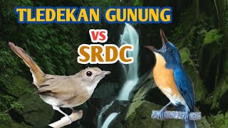 Tledekan Gunung vs SRDC (sikatan rimba dada coklat)