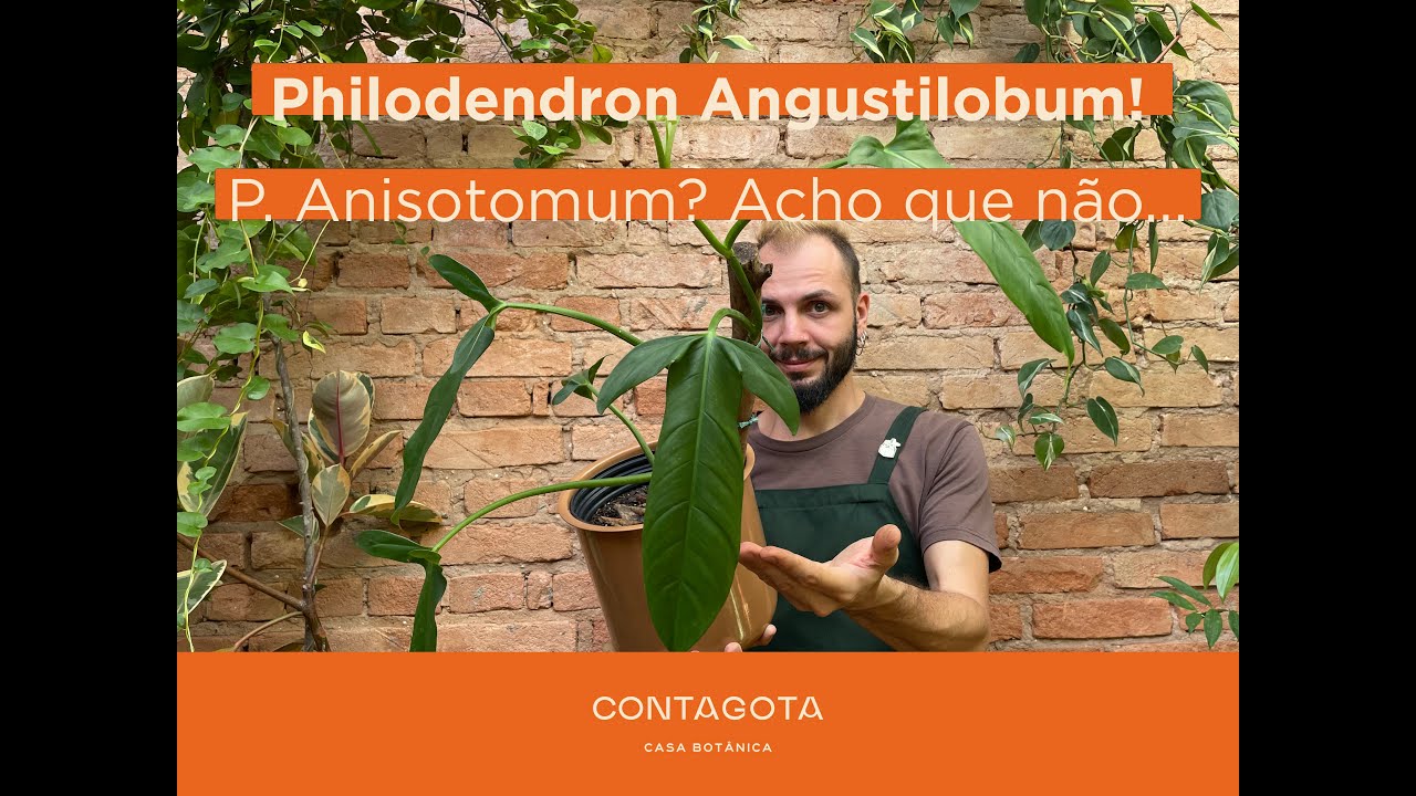 Esse  o philodendron Anisotomum.... ou melhor Angustilobum! Vem tirar essa  dvida!
