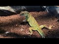 Female Chinese Water Dragon Hunting Crickets.