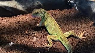 Female Chinese Water Dragon Hunting Crickets.