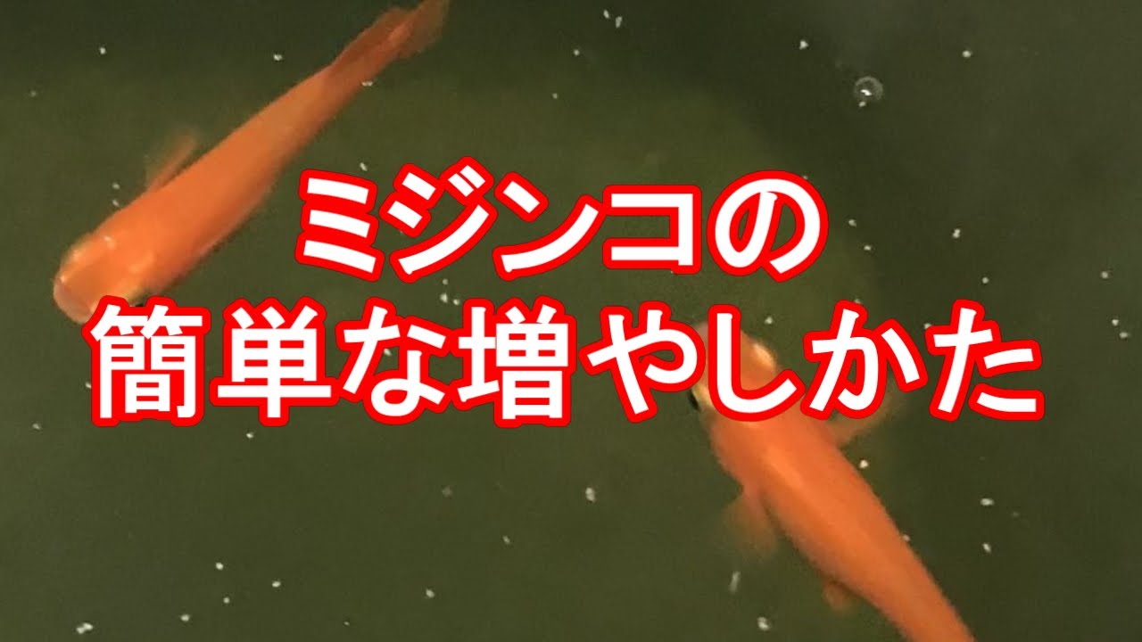 ミジンコの簡単な増やしかた 滋賀県のメダカ販売店 めだか藁屋 高木正臣 Youtube