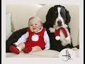 Bernese Mountain Dog and Baby Videos Compilation - Dog loves Baby Forever