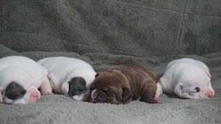 Cachorros American Bully De 3 Semanas Momento Exacto En Abrir Los Ojos Youtube Cachorros American Bully De 3 Semanas Momento Exacto En Abrir Los Ojos Youtube