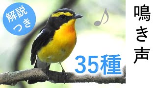 Singing Birds - 35 species in Japan / video for cat