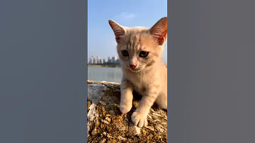 Meon Catvideos4865 AllBulls EzzEldinZidan CatVidRepository Kittylover Catfood Catoftheday Foody 