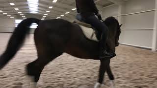 Dressage Gelding For Sale - 11.Y.o.