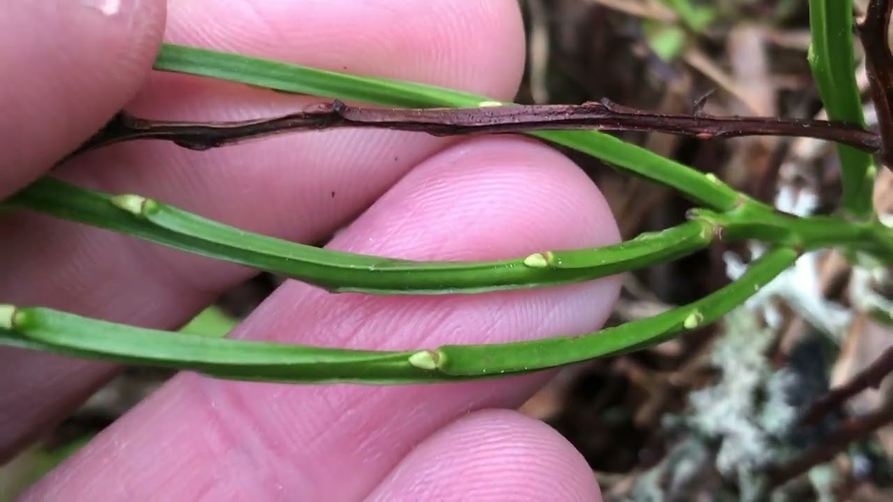 HOW TO IDENTIFY BILBERRY DETAILED IDENTIFICATION VIDEO