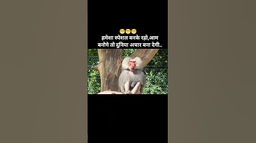 Monkey Is Sitting Under The Tree..!!#animals #monkey #funny #comedy #funnyshorts #youtubeshorts