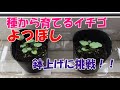 種から育てるイチゴ　よつぼしの栽培動画　１か月後