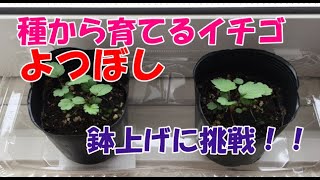 種から育てるイチゴ　よつぼしの栽培動画　１か月後