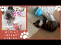 動くボールと こぼれるおやつの Wで楽しめる！猫 おもちゃ ボール ネコ 犬 動く ボール おやつボール 早食い防止 猫グッズ おやつボール