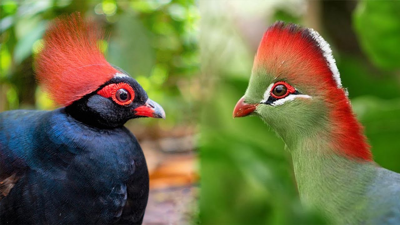 Spiky hair bird hires stock photography and images  Alamy