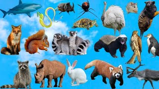 30 Animal Names Starting With The Letter R 