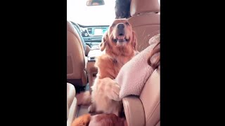 Dog asking to pet when they go for a long ride by WG Fans 578 views 1 month ago 4 minutes, 19 seconds