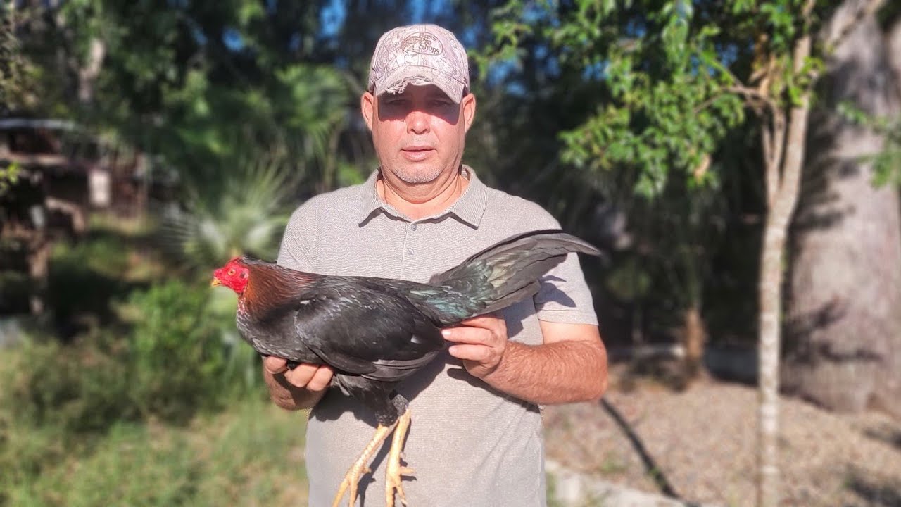 NICOLAS PERALTA GALLINOS DE HACE UN SIGLO.