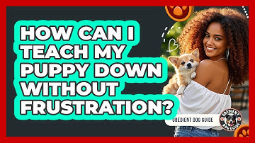 How Can I Teach My Puppy Down Without Frustration? - Obedient Dog Guide