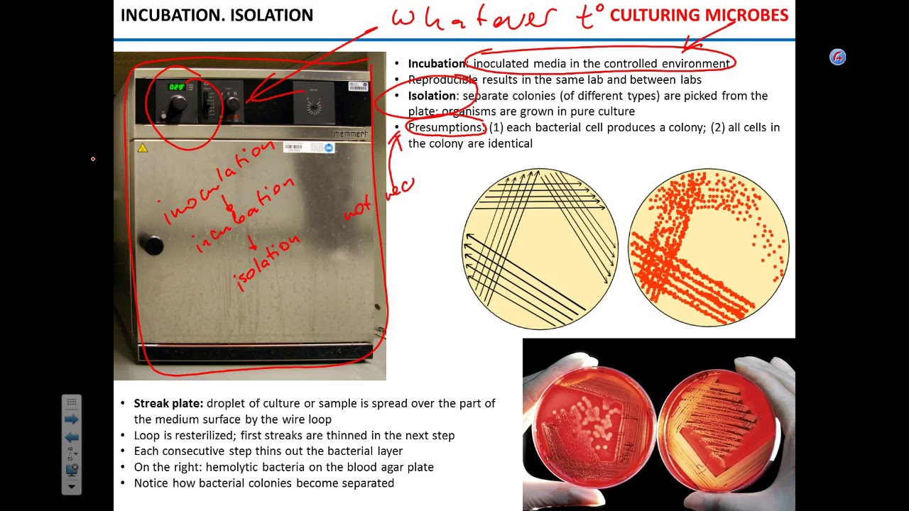 Identify Isolate Isolation and identification - YouTube