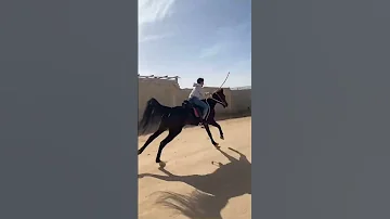 الخيل من خيالها شبل العرفا 