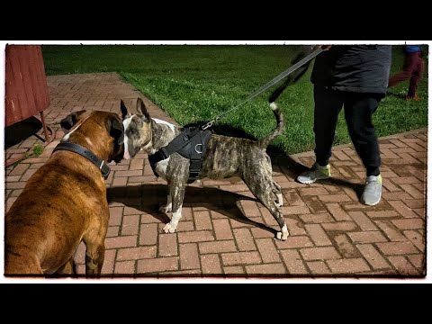 Bull terriers vs boxerdog