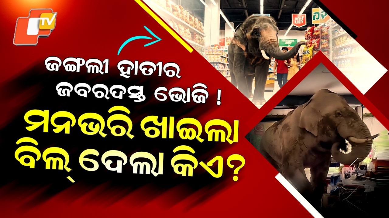 Special Story: Viral Video: Elephant Walks Into Store, Eats Snacks Worth ₹2000 in Minutes