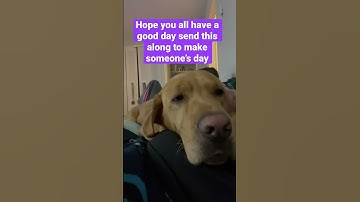 Get a shout out from this lab if you watch this and help buddy out good morning everyone!