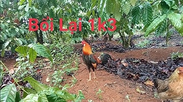 Bẫy gà rừng rặc 14.3.2022 kèo 40giay bổi có mặt Bổi Lai 1k3