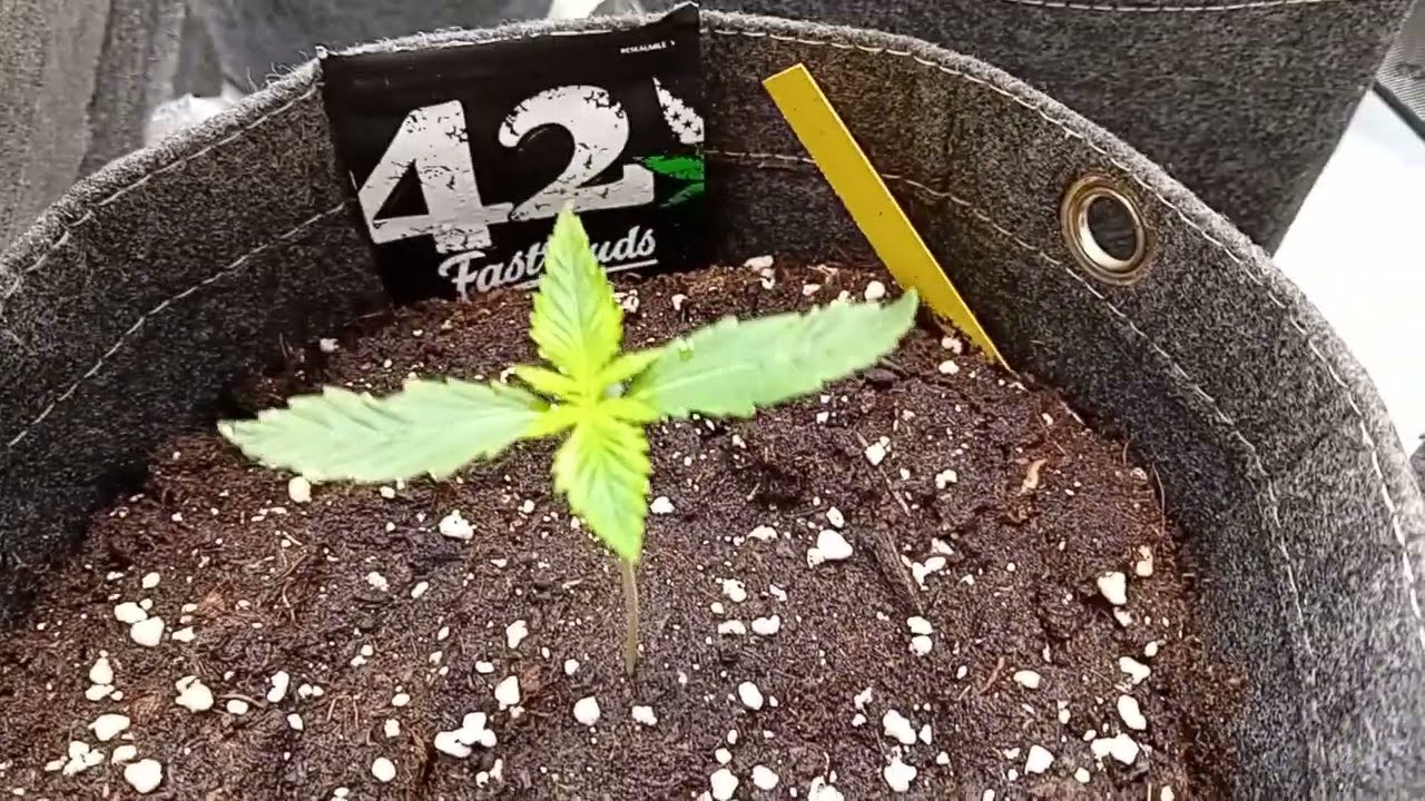 Season 3 Premier! Plant Seeds! OG Kush x Zkittlez x Tropicana Cookies (Fast Buds) - Grow Vlogs S3 E1
