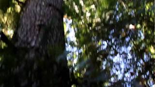 MVI_2313.MOV