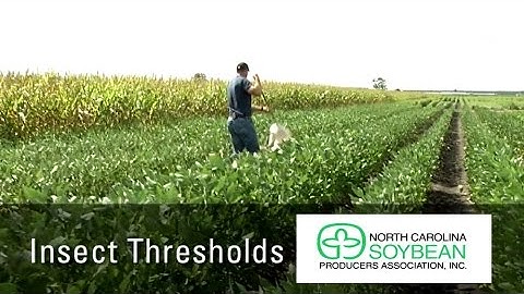Insect Treatment Thresholds in Soybeans
