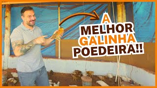 Melhor Galinha Poedeira Para Produção De Ovos Caipira Revelada