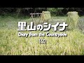 田舎暮らし 140:自給自足の田んぼの稲刈り