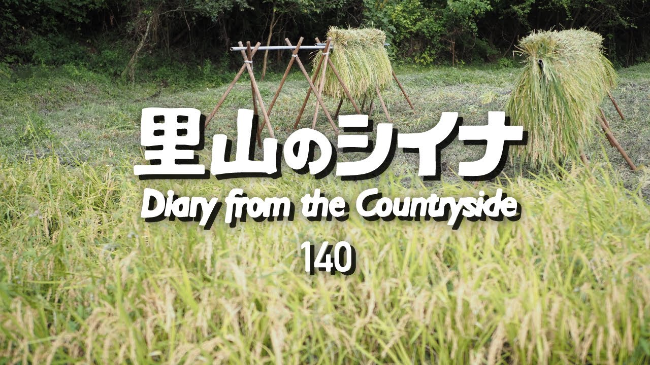 田舎暮らし 140：自給自足の田んぼの稲刈り