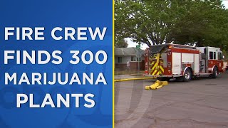 Fresno firefighters discover 300 marijuana plants growing inside home