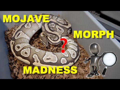 Mojave Morph Madness Ball Python ID tips - YouTube