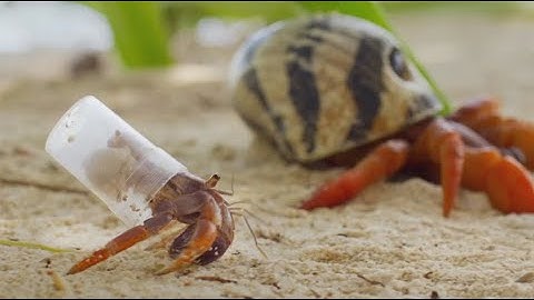 Robot Spy Crab Discovers Drastic Times Call For Drastic Measures For One Hermit Crab
