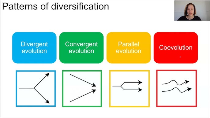 Divergent & Convergent Evolution  Comparison & Examples - Video