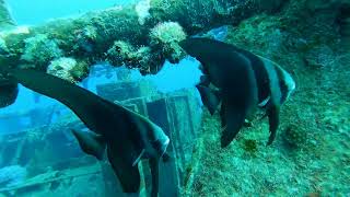 Exploring a Sunken Shipwreck 🚢 | Incredible Wreck Dive in the Red Sea
