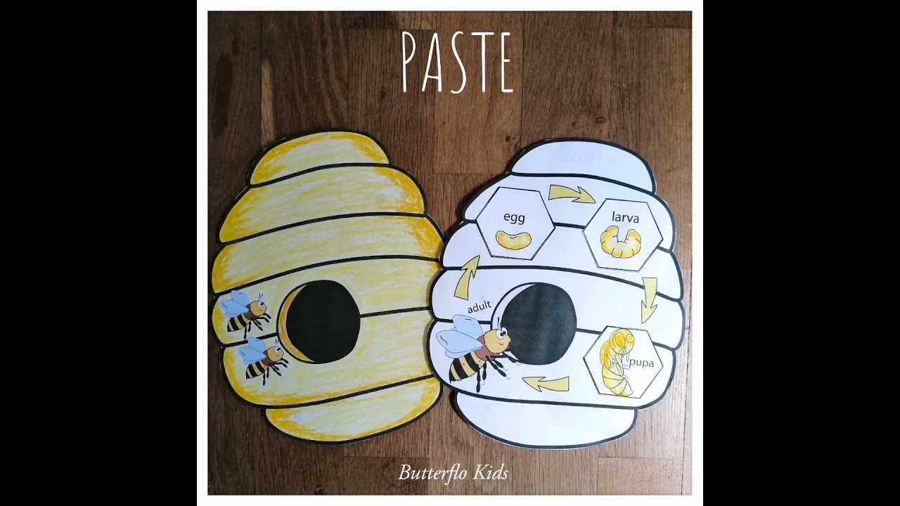 Bee Life Cycle Cut and Paste Craft 