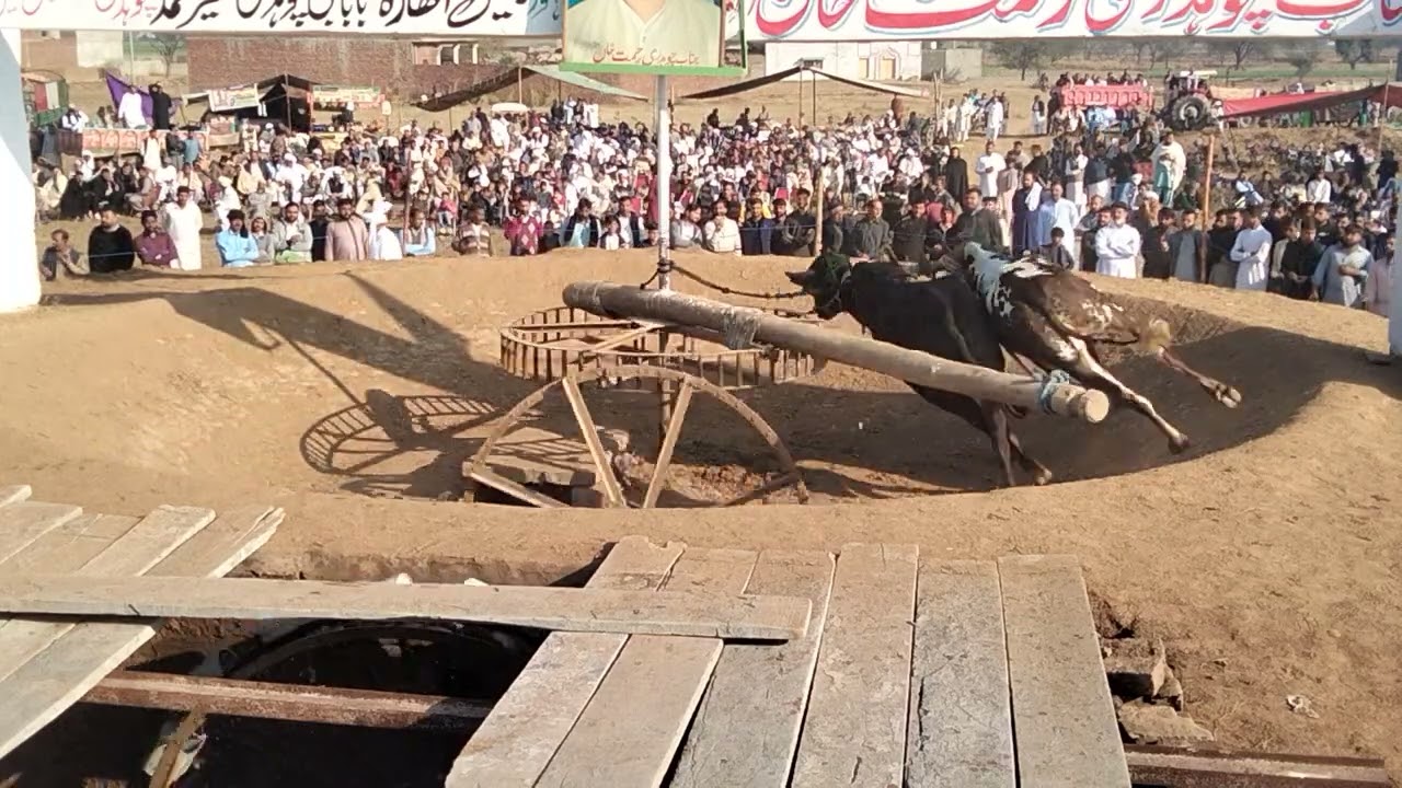 23 فروری 2025 اکھاڑہ کنتریلی چیمپئن زمیندار قریشی بشارت علی چک قاضی داند شاہین 10 منٹ 205 پھیرے