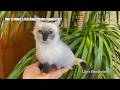 How to Make a Full-body Woolen Ragdoll Cat?