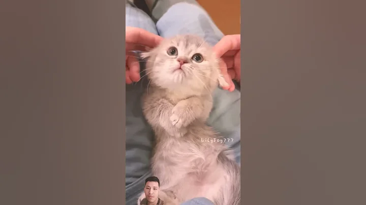 Watch the video about #cat #kitten #catlover #cute #cutecat #funny #meow #kucinganggoralucudanimut #cuteanimal #catmeow