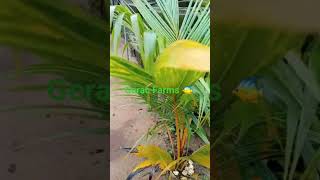 🥥🌱 Growing Wealth, One Coconut Tree at a Time! 🌱🥥Today, we're planting more than just coconuts.