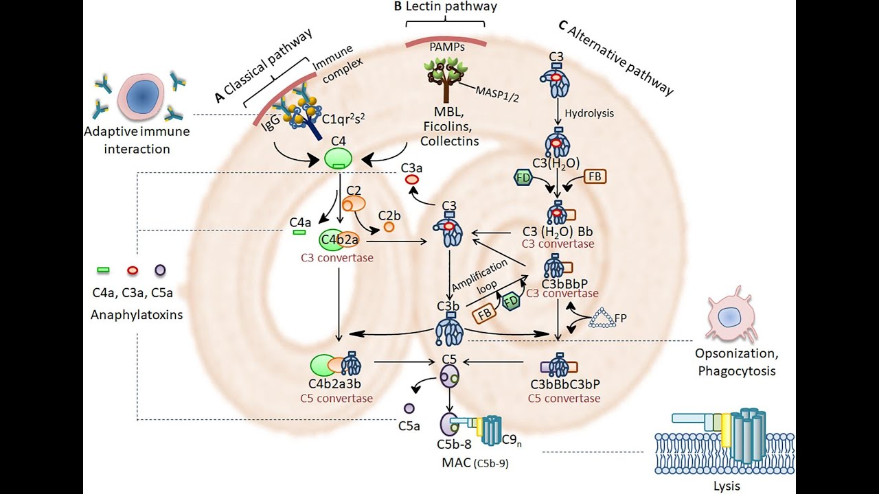 Типы факторов вирулентности микроорганизмов, уклоняющихся от комплемента