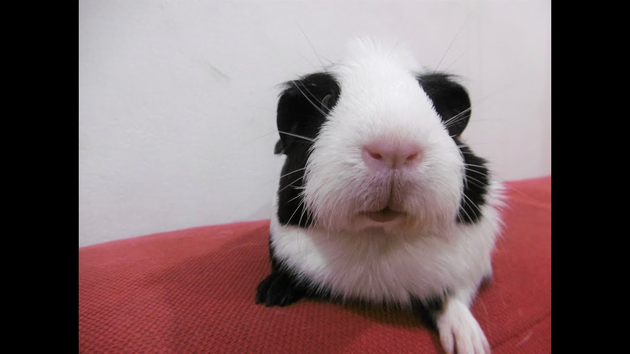 guinea pig breeds and colors My adorable guinea pigs - หนูแกสบี้น่ารักๆ
